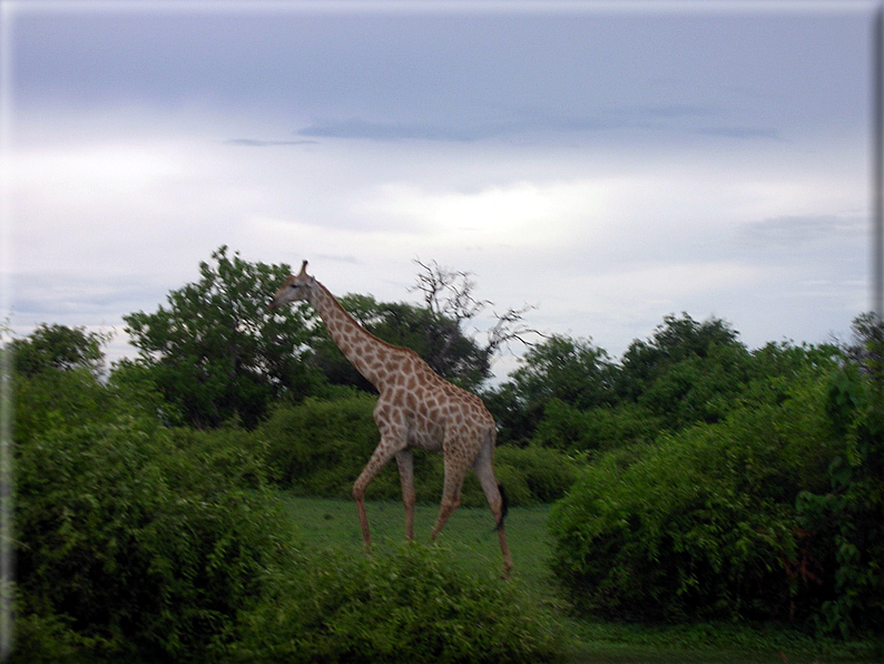 foto Parco nazionale del Chobe